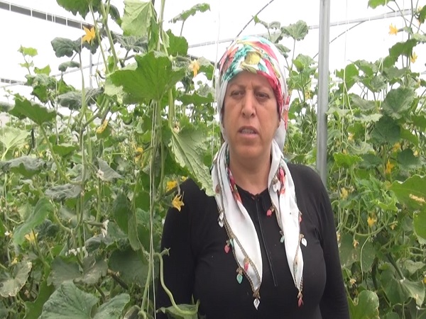 Foto - Bileziklerini sattı, devlet desteği ile sera kurdu