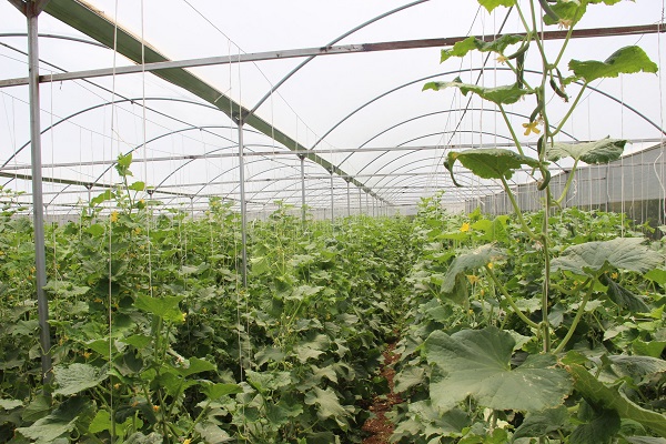 Foto - Bileziklerini sattı, devlet desteği ile sera kurdu