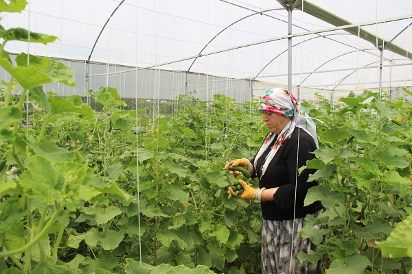 Foto - Bileziklerini sattı, devlet desteği ile sera kurdu