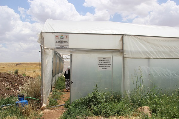 Foto - Bileziklerini sattı, devlet desteği ile sera kurdu