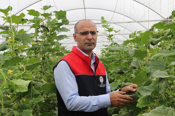 Foto - Bileziklerini sattı, devlet desteği ile sera kurdu