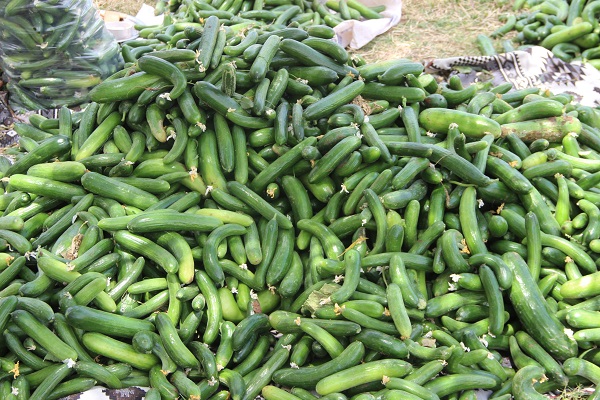 Foto - Bileziklerini sattı, devlet desteği ile sera kurdu