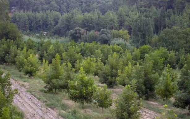 Foto - Bilgisayar mühendisliğini bırakıp bu işe atıldı! Yabancılar gelip 100-200 kilo alıp gidiyor