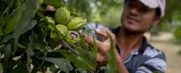Foto - Bilgisayar mühendisliğini bırakıp bu işe atıldı! Yabancılar gelip 100-200 kilo alıp gidiyor