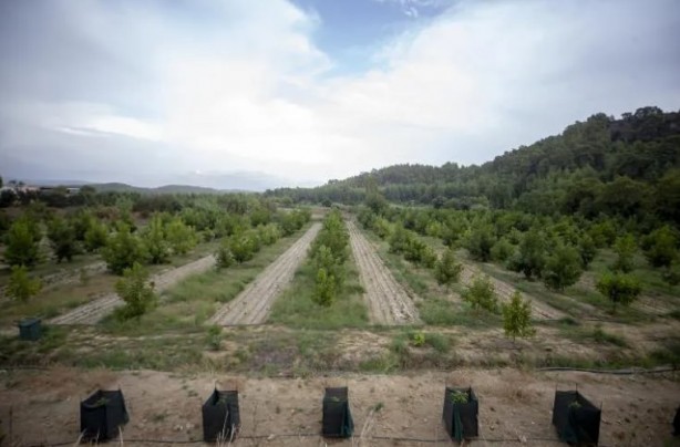 Foto - Bilgisayar mühendisliğini bırakıp bu işe atıldı! Yabancılar gelip 100-200 kilo alıp gidiyor