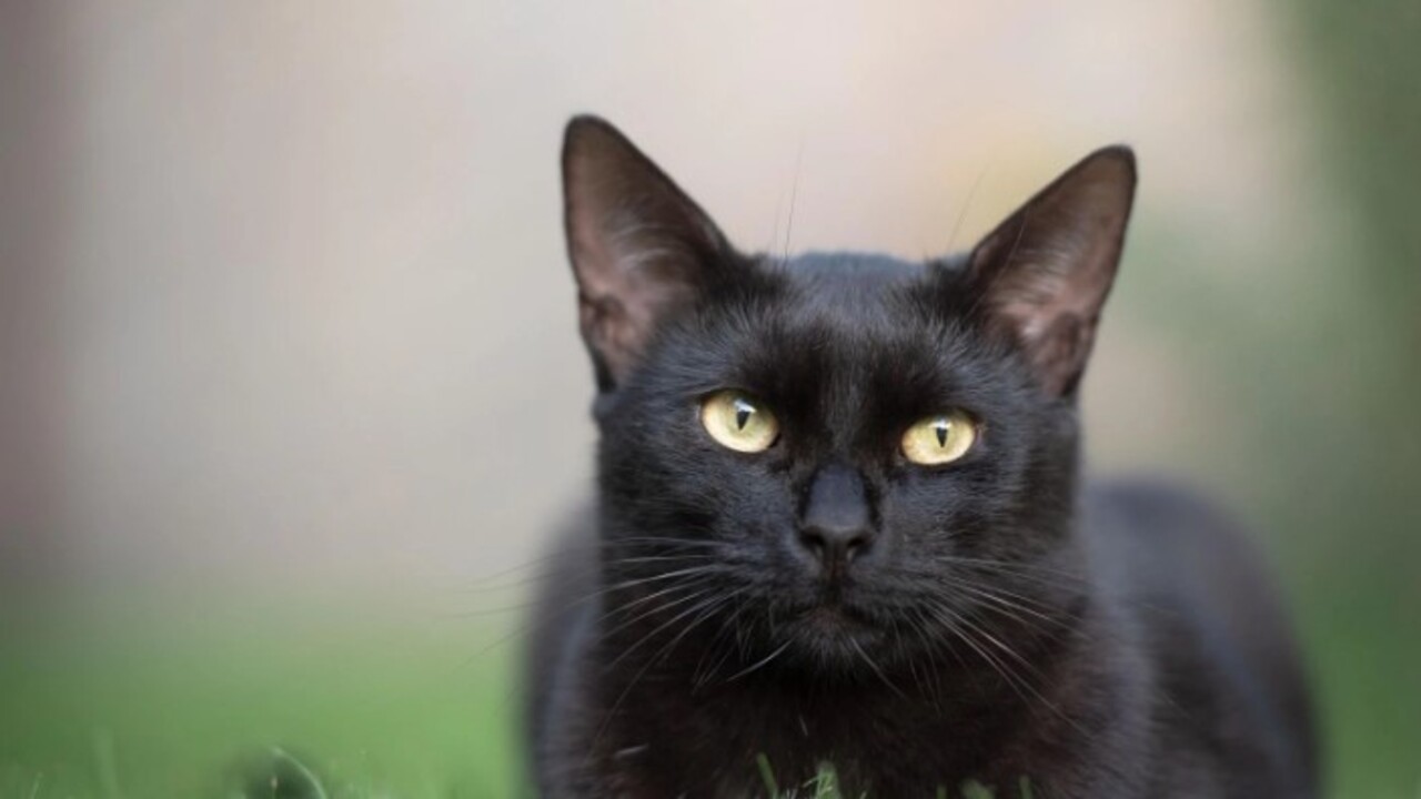 Foto - Bilim adamları açıkladı! Kedilerin evcilleştirilmesinin arkasındaki karanlık sır