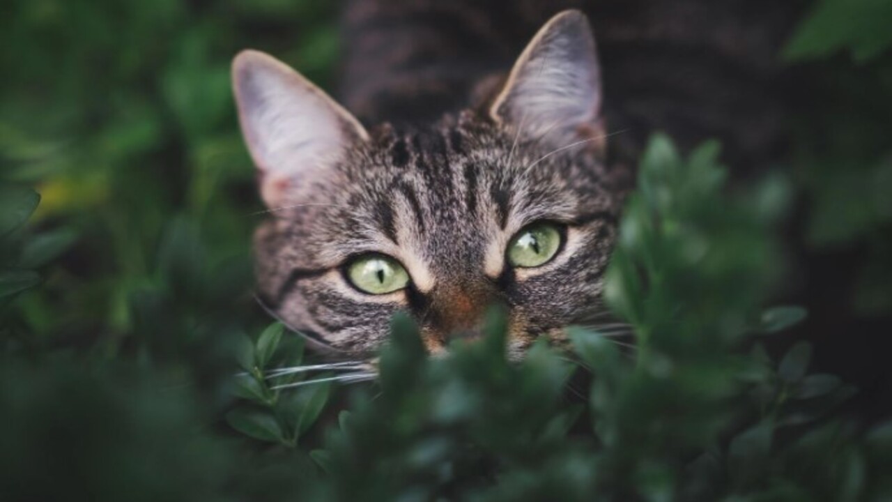 Foto - Bilim adamları açıkladı! Kedilerin evcilleştirilmesinin arkasındaki karanlık sır