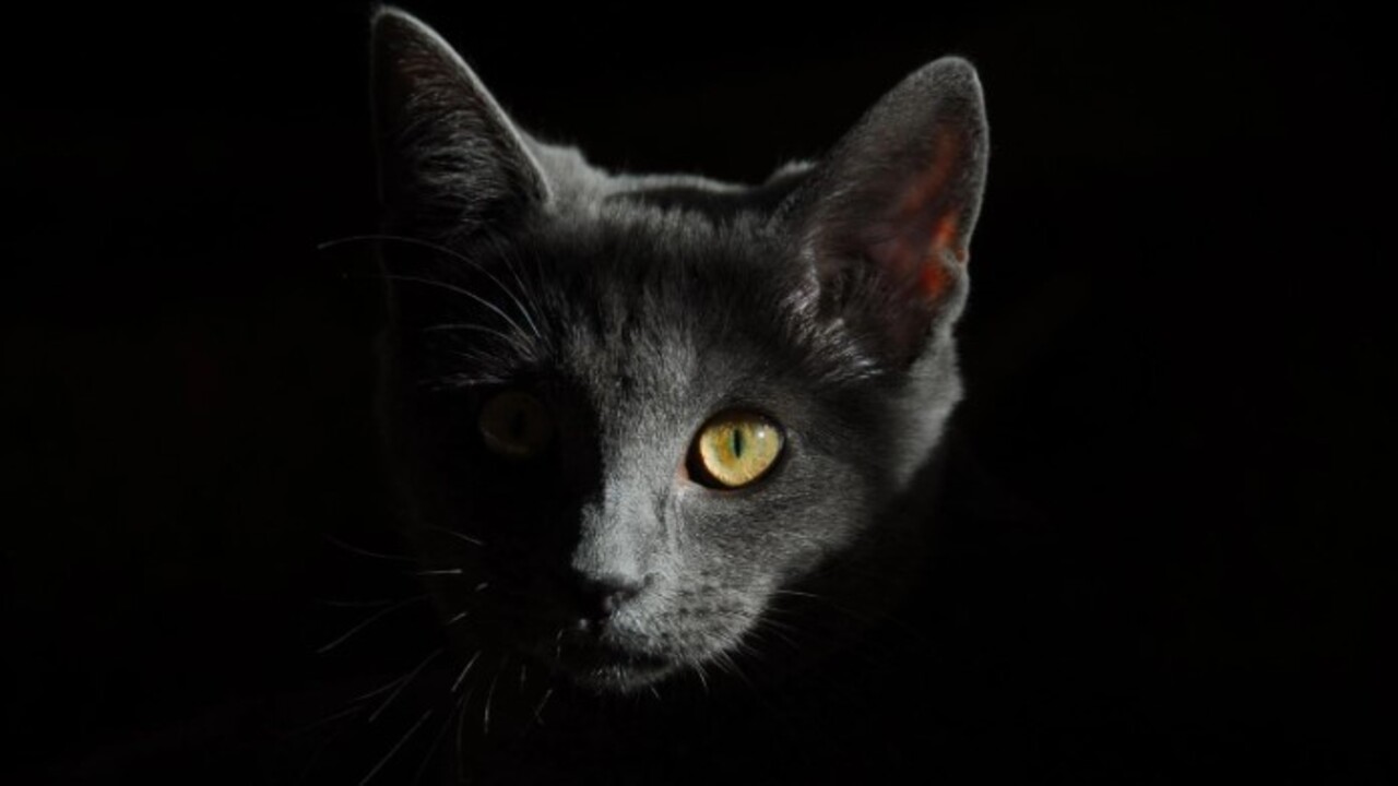 Foto - Bilim adamları açıkladı! Kedilerin evcilleştirilmesinin arkasındaki karanlık sır