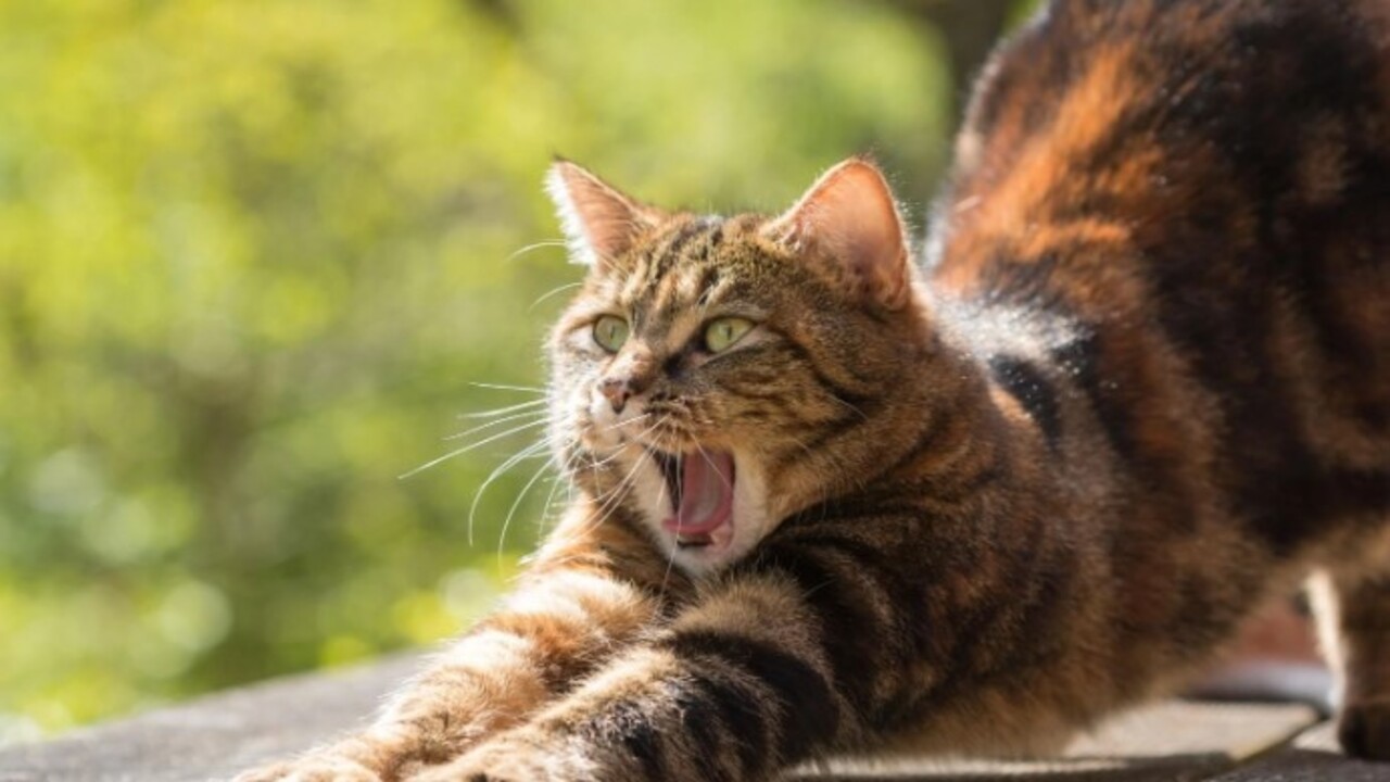Foto - Bilim adamları açıkladı! Kedilerin evcilleştirilmesinin arkasındaki karanlık sır