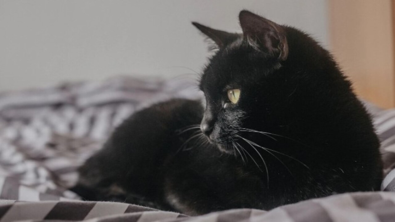 Foto - Bilim adamları açıkladı! Kedilerin evcilleştirilmesinin arkasındaki karanlık sır