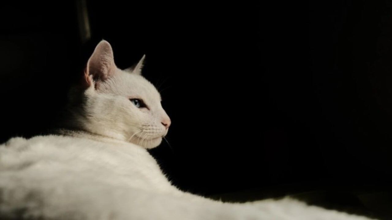 Foto - Bilim adamları açıkladı! Kedilerin evcilleştirilmesinin arkasındaki karanlık sır