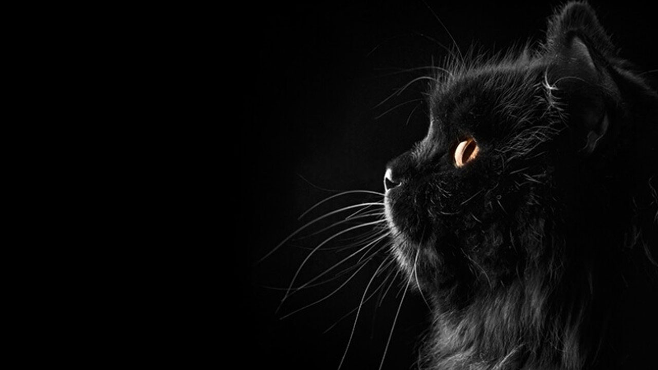 Bilim adamları açıkladı! Kedilerin evcilleştirilmesinin arkasındaki karanlık sır