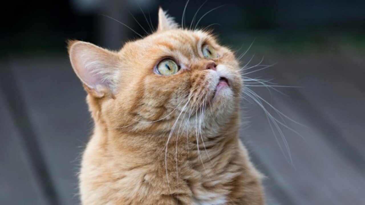 Foto - Bilim adamları açıkladı! Kedilerin evcilleştirilmesinin arkasındaki karanlık sır