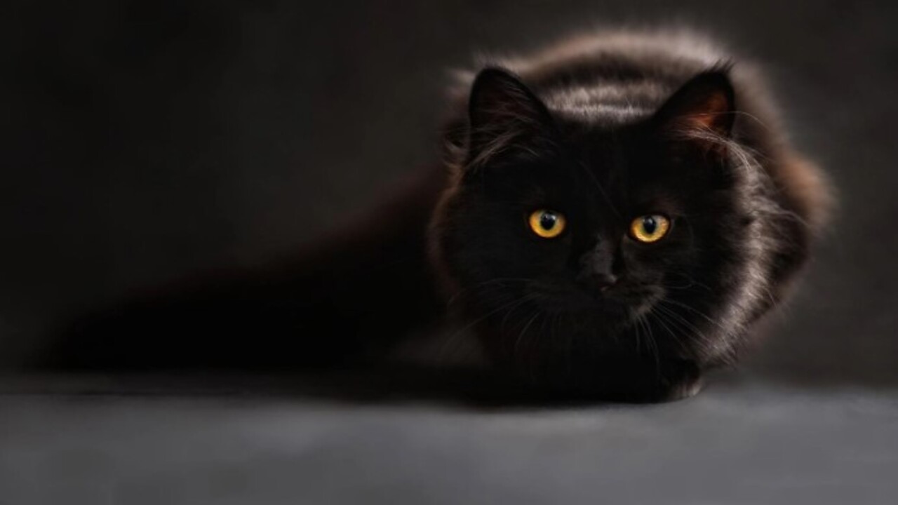 Foto - Bilim adamları açıkladı! Kedilerin evcilleştirilmesinin arkasındaki karanlık sır