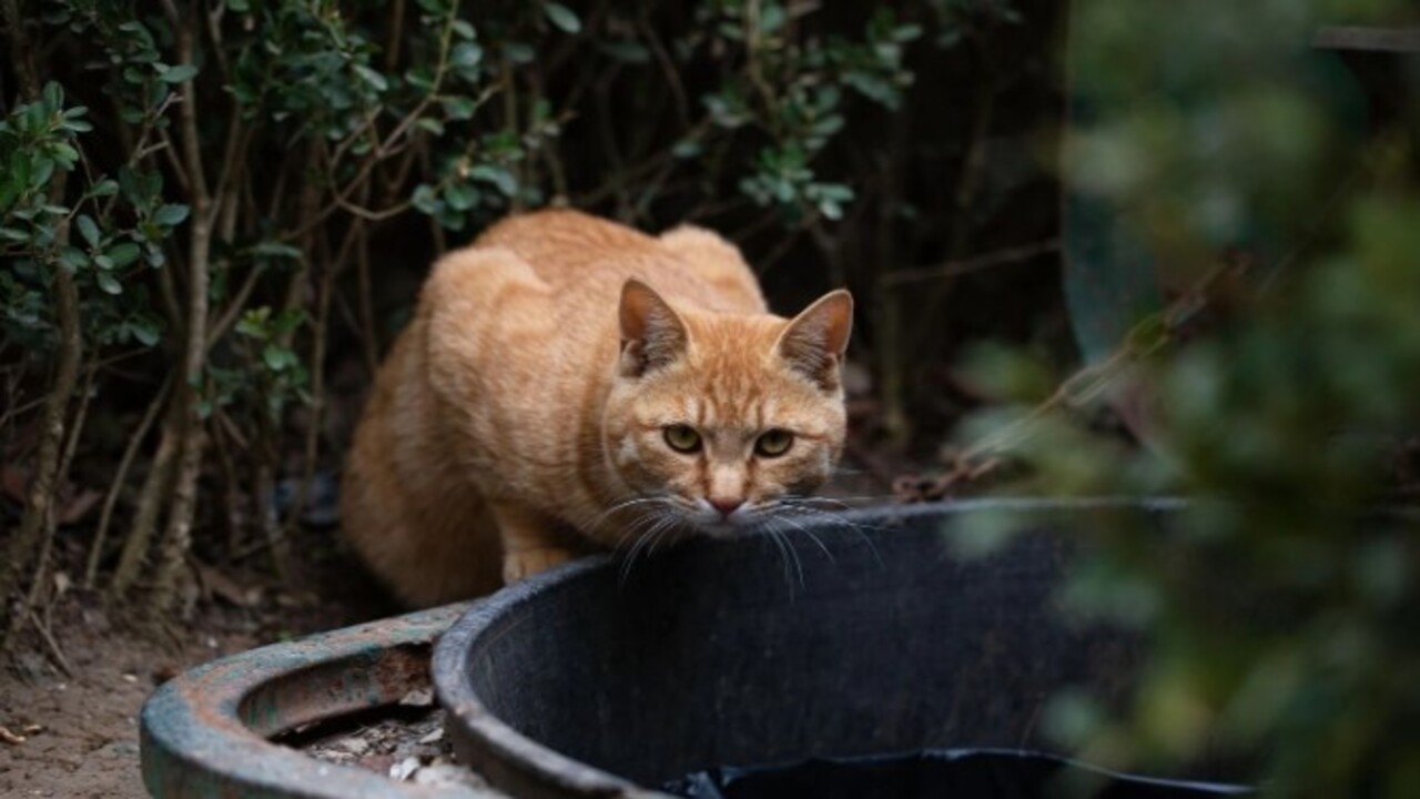 Foto - Bilim adamları açıkladı! Kedilerin evcilleştirilmesinin arkasındaki karanlık sır