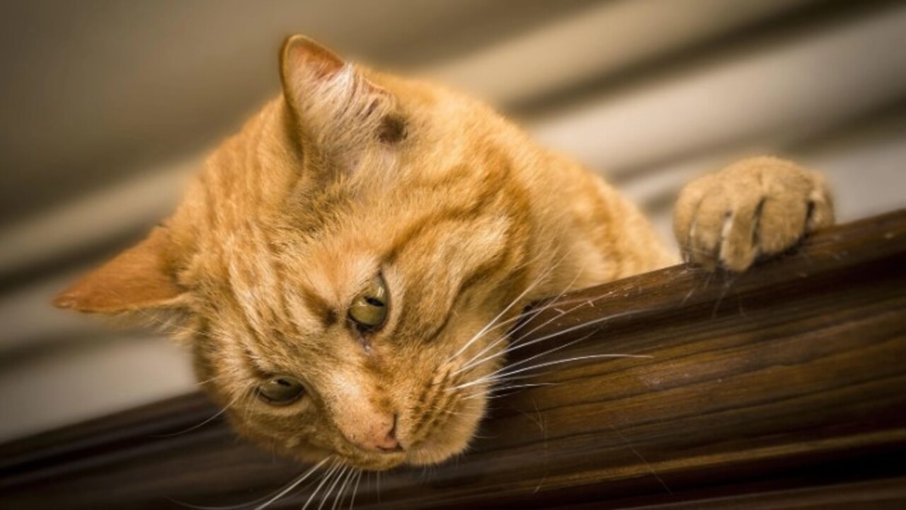 Foto - Bilim adamları açıkladı! Kedilerin evcilleştirilmesinin arkasındaki karanlık sır