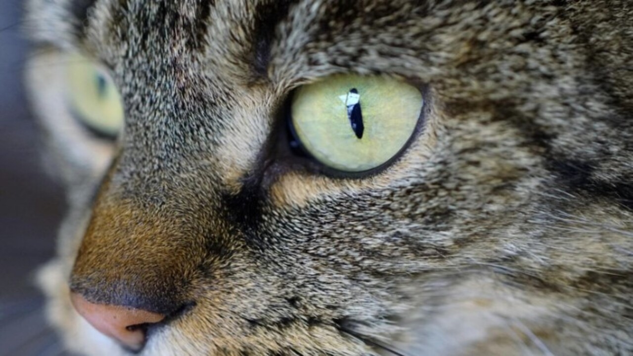 Foto - Bilim adamları açıkladı! Kedilerin evcilleştirilmesinin arkasındaki karanlık sır