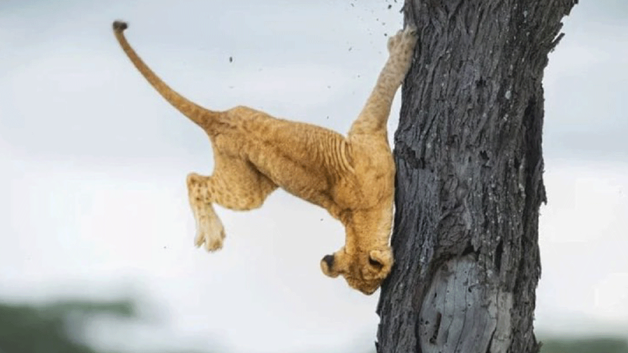 Foto - Bilim adamları araştırdı: Düşen insanlara neden güleriz?