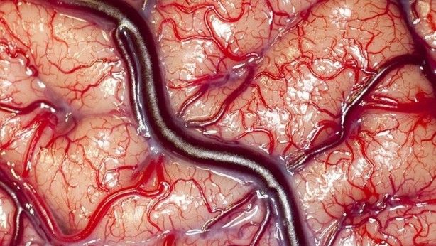 Bilim adamları herkesten gizli bir şekilde bu korkunç şeyi yapmaya başladı! Sonuç inanılmaz