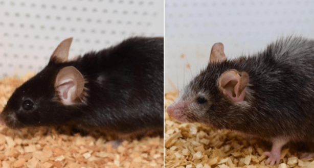 Foto - Bilim adamları herkesten gizli bir şekilde bu korkunç şeyi yapmaya başladı! Sonuç inanılmaz