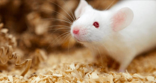 Foto - Bilim adamları herkesten gizli bir şekilde bu korkunç şeyi yapmaya başladı! Sonuç inanılmaz