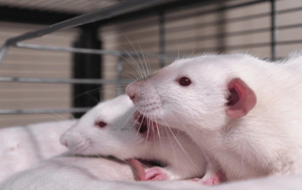 Foto - Bilim adamları herkesten gizli bir şekilde bu korkunç şeyi yapmaya başladı! Sonuç inanılmaz