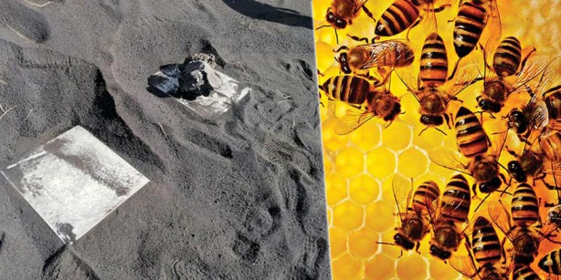 Foto - Bilim adamları şaşkın: Yanardağın patladığı La Palma'da arılar, 50 gün sonra kovanlardan canlı çıktı!