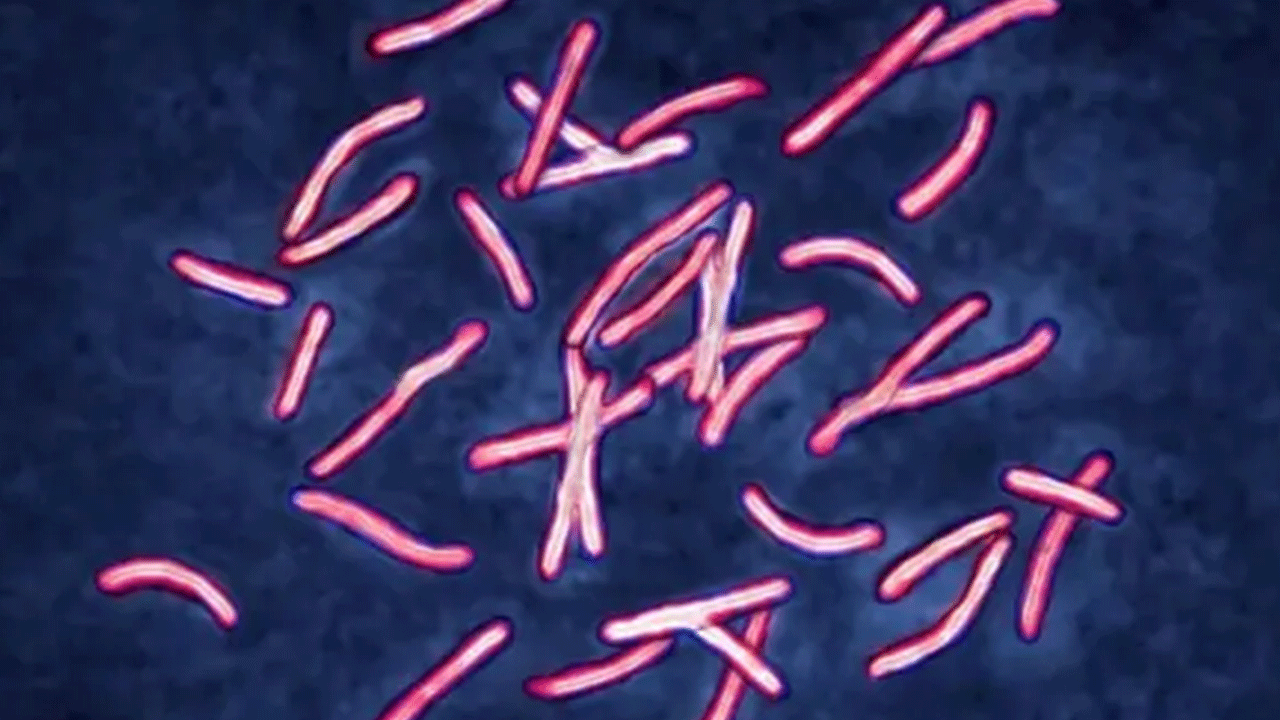 Foto - Bilim adamlarından küresel çağrı: Malezya'da tespit edildi! 