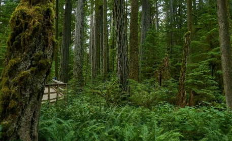 Foto - Bilim dünyası şokta! Ormanda keşfedildi, tam 5 bin yıldır canlı bir şekilde oradaymış