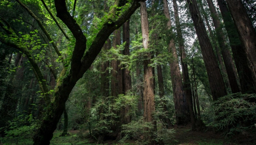 Foto - Bilim dünyası şokta! Ormanda keşfedildi, tam 5 bin yıldır canlı bir şekilde oradaymış