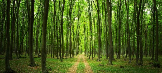 Foto - Bilim dünyası şokta! Ormanda keşfedildi, tam 5 bin yıldır canlı bir şekilde oradaymış