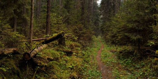 Foto - Bilim dünyası şokta! Ormanda keşfedildi, tam 5 bin yıldır canlı bir şekilde oradaymış