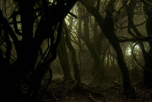 Bilim dünyası şokta! Ormanda keşfedildi, tam 5 bin yıldır canlı bir şekilde oradaymış