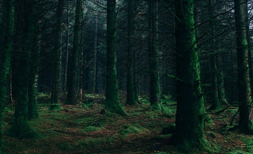 Foto - Bilim dünyası şokta! Ormanda keşfedildi, tam 5 bin yıldır canlı bir şekilde oradaymış