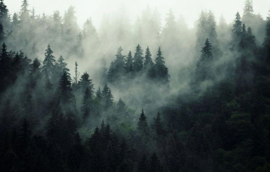 Foto - Bilim dünyası şokta! Ormanda keşfedildi, tam 5 bin yıldır canlı bir şekilde oradaymış