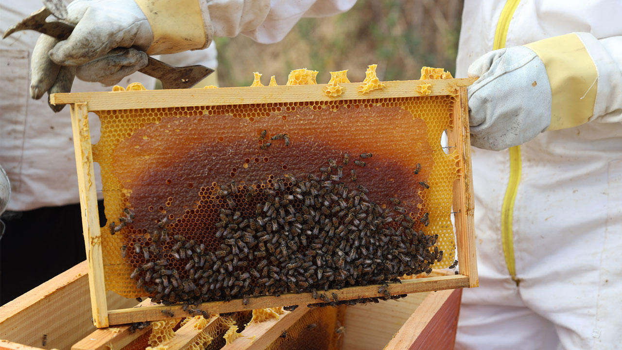 Foto - Bilim insanı, memur, muhtar… Emeklilik hayallerini devlet desteğiyle gerçekleştirdiler
