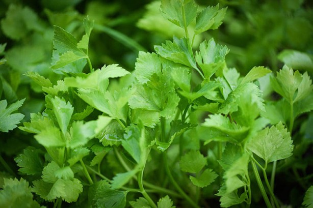 Foto - Bilim insanları 1000 adet yiyeceği inceledi! Şaşırtan sonuç