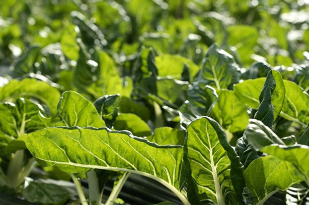 Foto - Bilim insanları 1000 adet yiyeceği inceledi! Şaşırtan sonuç