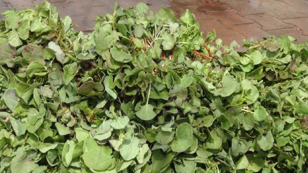 Foto - Bilim insanları açıkladı! İşte doğadaki en güçlü mikrop öldürücü! Ondaki C vitamini hiçbir şeyde yok