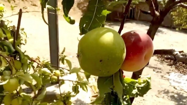 Foto - Bilim insanları bu durumu açıklayamıyor! Tüm dünya şaşkın