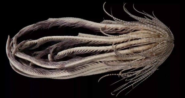 Foto - Bilim insanları: İsimi çilek tüyü yıldızı oldu! Antarktika'da 'uzaylıya benzeyen canlı keşfedildi! 20 kolu var