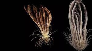 Foto - Bilim insanları: İsimi çilek tüyü yıldızı oldu! Antarktika'da 'uzaylıya benzeyen canlı keşfedildi! 20 kolu var