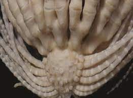 Foto - Bilim insanları: İsimi çilek tüyü yıldızı oldu! Antarktika'da 'uzaylıya benzeyen canlı keşfedildi! 20 kolu var