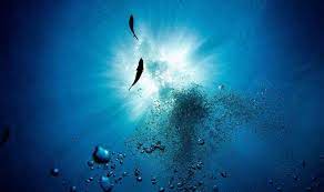 Foto - Bilim insanları: İsimi çilek tüyü yıldızı oldu! Antarktika'da 'uzaylıya benzeyen canlı keşfedildi! 20 kolu var