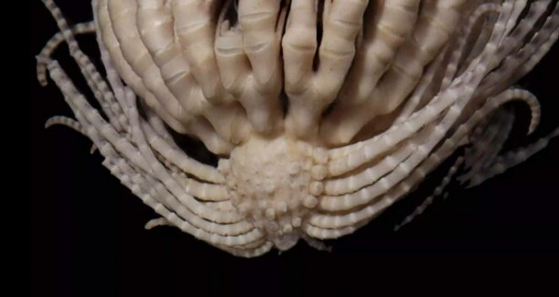 Bilim insanları: İsimi çilek tüyü yıldızı oldu! Antarktika'da 'uzaylıya benzeyen canlı keşfedildi! 20 kolu var