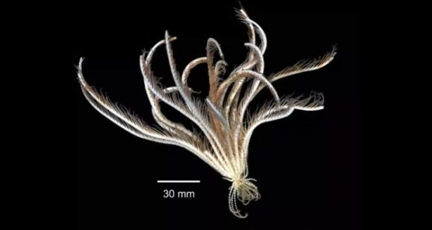 Foto - Bilim insanları: İsimi çilek tüyü yıldızı oldu! Antarktika'da 'uzaylıya benzeyen canlı keşfedildi! 20 kolu var