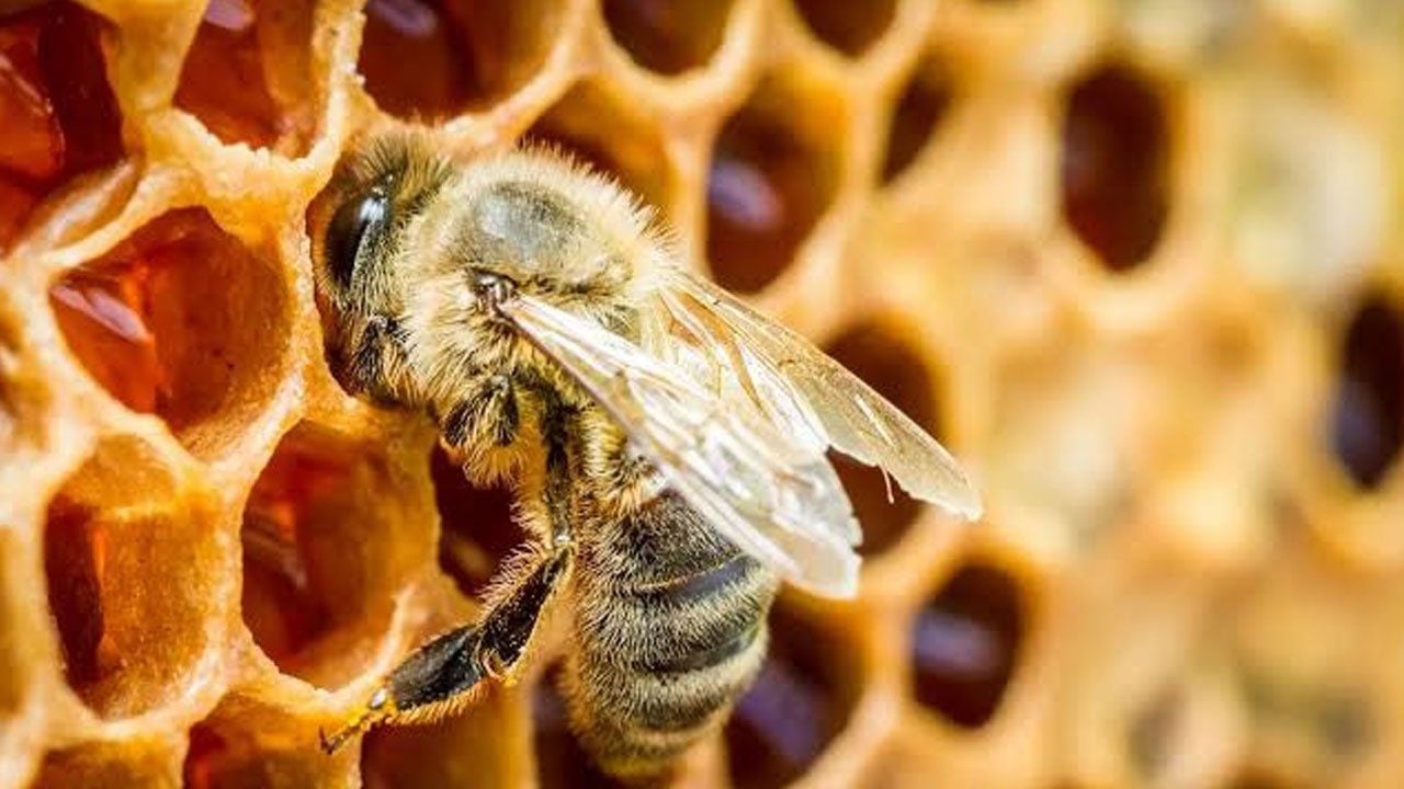 Foto - Bilim insanları kanıtladı! Arı kovanları bağışıklık sistemi gibi çalışıyor