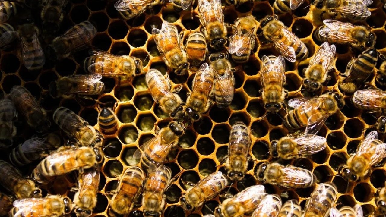Foto - Bilim insanları kanıtladı! Arı kovanları bağışıklık sistemi gibi çalışıyor
