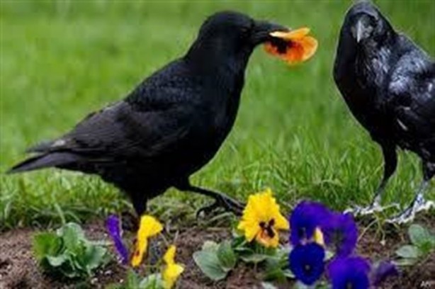 Foto - Bilim insanları kargalar öldükten sonra ne olduğu çözemedi