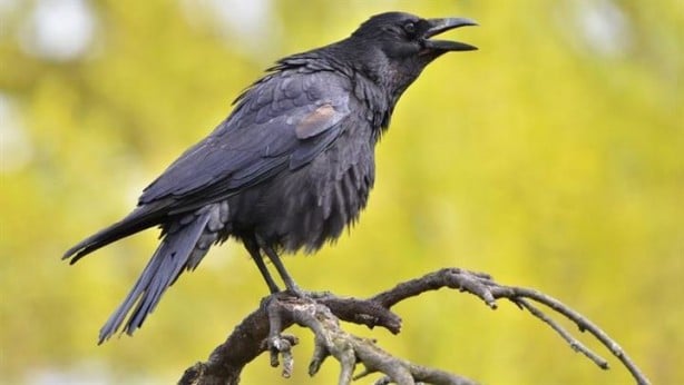 Foto - Bilim insanları kargalar öldükten sonra ne olduğu çözemedi